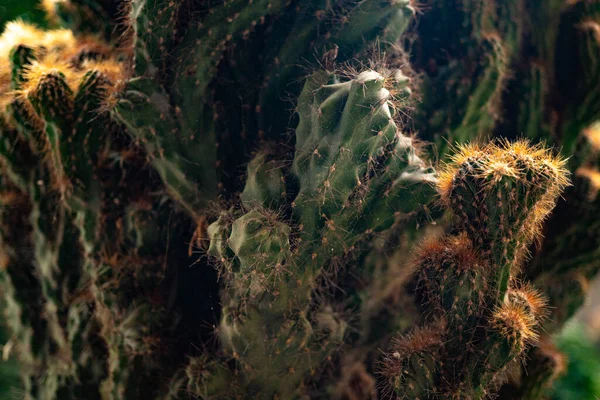 Texture Cactus Monstres Les Épines Web Macro Photographie — Photo