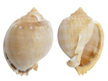 beyaz arkaplanda deniz kabuğu