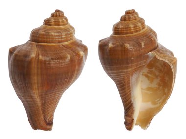 beyaz arkaplanda deniz kabuğu