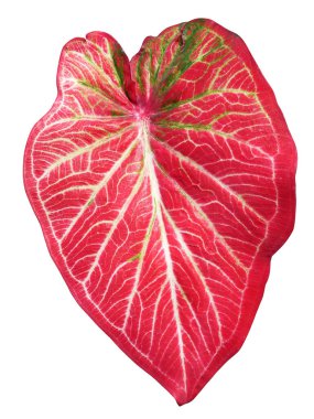 Caladium leaves on isolated white background, Nature colorful leaf.