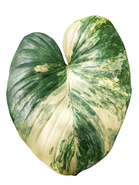 Caladium Leaves Isolated White Background Nature Colorful Leaf — Stock Photo, Image