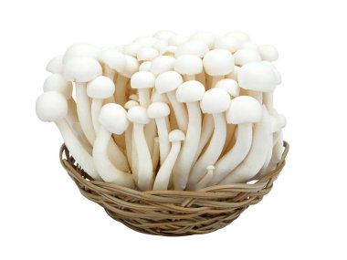 Shimeji mushrooms white varieties in a basket isolated on white background.