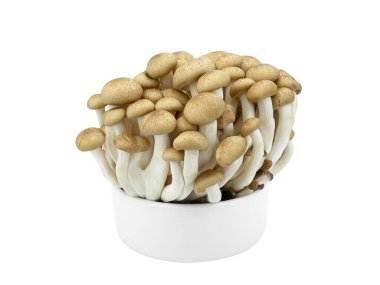 Shimeji mushrooms brown varieties in a cup isolated on white background.