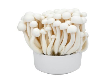 Shimeji mushrooms white varieties in a cup isolated on white background.