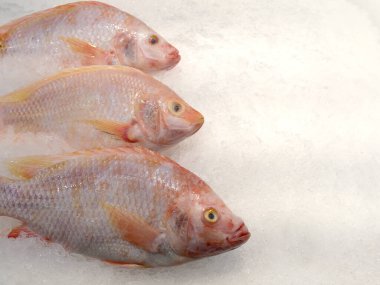 Red tilapia fish on ice in the market