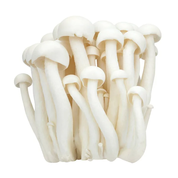 从白色背景分离出来的Shimeji蘑菇白色变种 — 图库照片