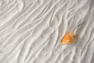 Kumsaldaki deniz kabukları. Kopyalama alanı olan üst görünüm. Düz yatıyordu.