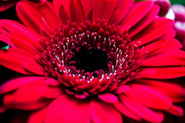 Çiçekçide çiçek açan pembe Gerbera çiçeğinin makro çekimi.