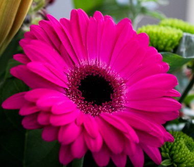 Çiçekçide çiçek açan pembe Gerbera çiçeği.