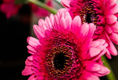 İki güzel pembe Barberton papatyasının (Gebera Jamesonii) yakın plan fotoğrafı.