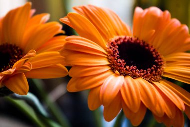 A macro shot of blooming pink Gerbera flower