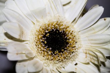 White gerbera flower closeup on a black background. Macro