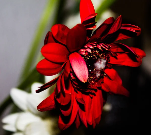 Red gerbera flower in a vase on a dark background