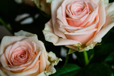 Siyah arka plandaki güzel pembe ve beyaz gülleri kapat. Seçici odak.