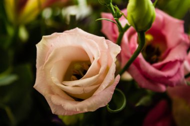 Bir buket pembe ve beyaz Eustoma çiçeği kapanıyor.