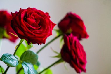 Beyaz arka planda vazoda güzel kırmızı güller.