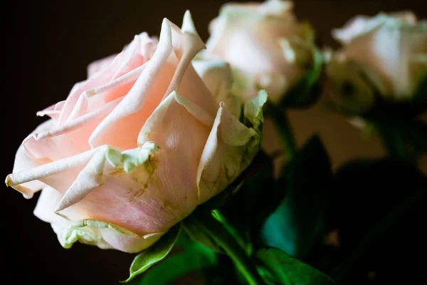 Beautiful pink roses on a dark background. Shallow depth of field.