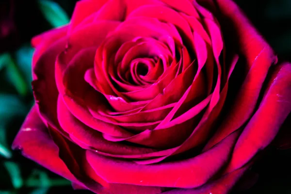 Красивая Красная Роза Крупным Планом Мелкая Глубина Резкости — стоковое фото