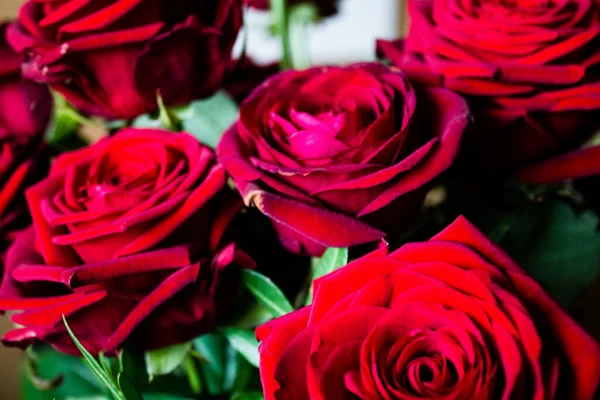 Красный Цвет Фоне Букета Красные Розы — стоковое фото