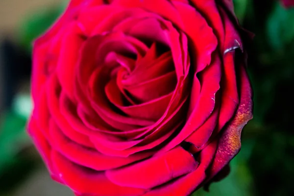 Красивая Красная Роза Крупным Планом Фон Красных Роз — стоковое фото