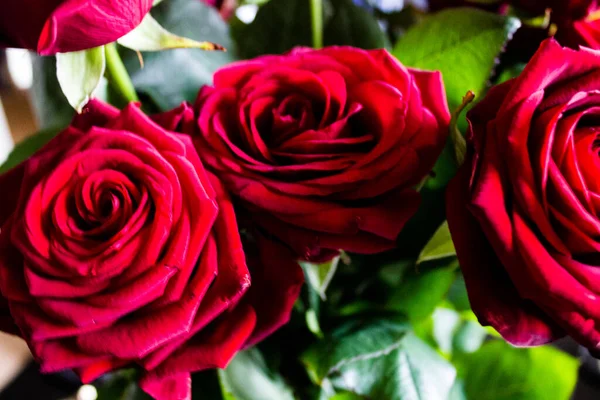 Аромат Темно Красных Роз Крупным Планом Светлом Фоне — стоковое фото