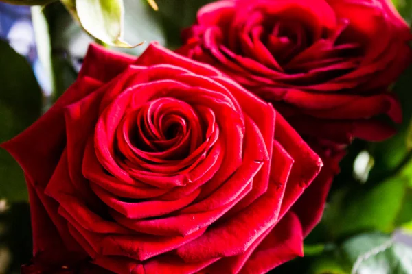 Закрыть Красивый Цветок Красной Розы День Святого Валентина Фон — стоковое фото