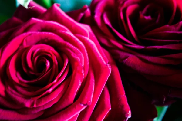 Красная Роза Фоне Красная Роза Фоне Красная Роза Близко — стоковое фото