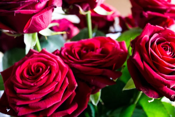Аромат Темно Красных Роз Крупным Планом Светлом Фоне — стоковое фото