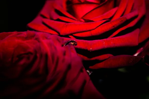 Vermelho Rosa Close Macrofotografia Com Profundidade Campo Rasa — Fotografia de Stock