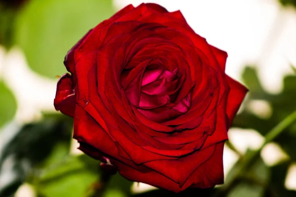 Красная Роза Вазе Фоне Зеленых Листьев — стоковое фото