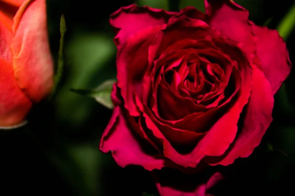 Крупный План Красной Розы Темном Фоне Селективный Фокус — стоковое фото