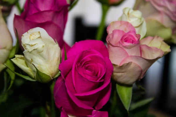 stock image Bouquet of pink and white roses on a black background.