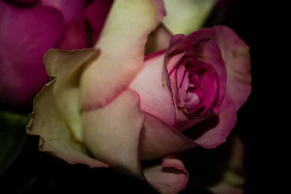 Nahaufnahme Von Rosa Und Weißer Rose Auf Schwarzem Hintergrund Geringe — Stockfoto