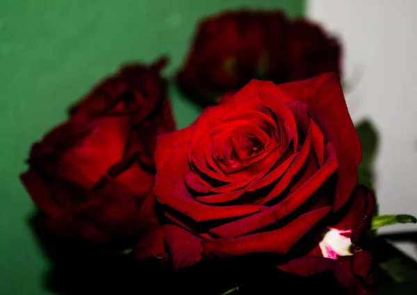 ดอกก หลาบส แดงสวยงามบนพ นหล ความล กของสนาม — ภาพถ่ายสต็อก