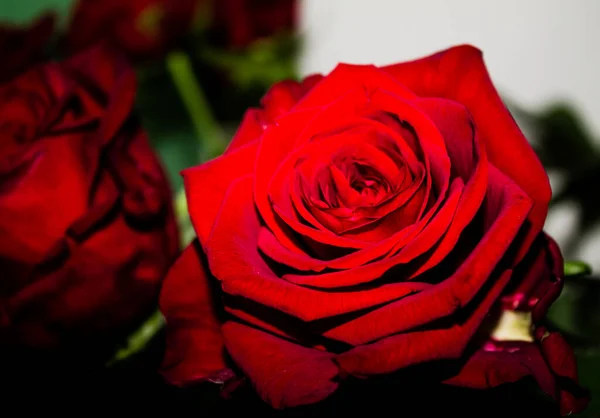 Красная Роза Темном Фоне Мелкая Глубина Резкости — стоковое фото
