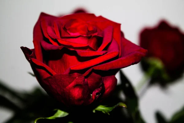 Красная Роза Белом Фоне Мелкая Глубина Резкости — стоковое фото