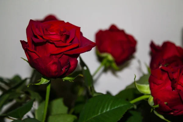 Красные Розы Белом Фоне Красные Розы Белом Фоне — стоковое фото