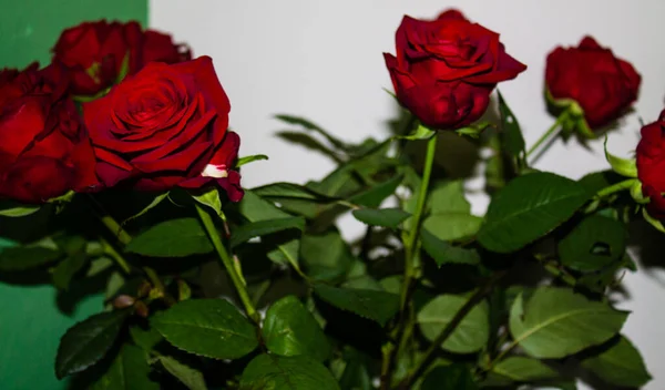 Красные Розы Белом Фоне Крупный План Избирательный Фокус — стоковое фото
