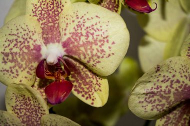 Güzel bir orkideye yaklaş, falaenopsis..