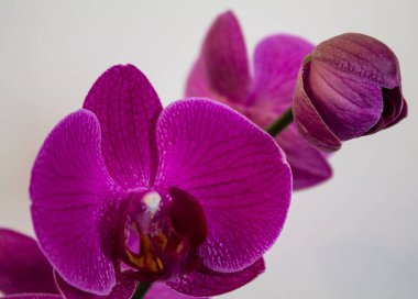 Beyaz arkaplanda mor orkide. Yakın plan..