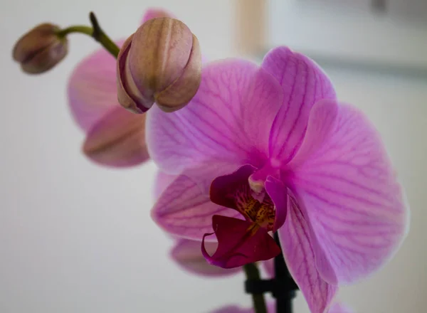 stock image Pink orchid on a white background. Close up. Selective focus.