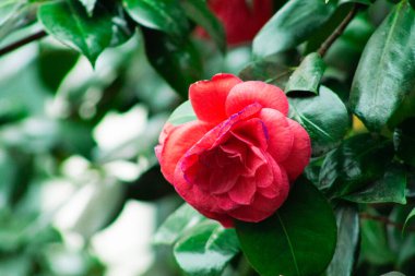 Bahçede kamelya çiçeği, Tayland. (Camellia japonica)