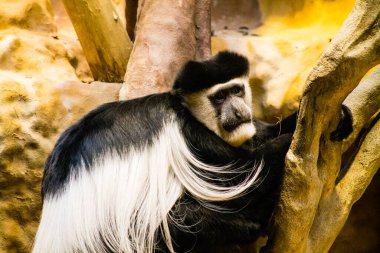 Hayvanat bahçesindeki siyah-beyaz kolobus maymunu..