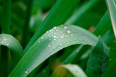 Çimenlerin üzerindeki su damlacıkları. Sığ alan derinliği.