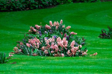 Bahçede çiçekli sümbüller ve sümbüllerle