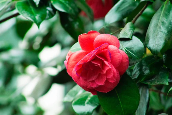 Kamelia Kwiat Ogrodzie Tajlandia Camellia Japonica — Zdjęcie stockowe