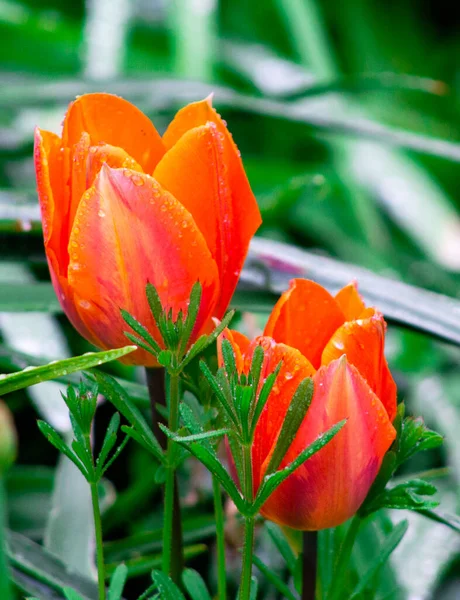 Tulipas Jardim Lindas Flores Primavera Jardim — Fotografia de Stock