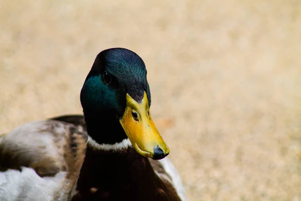 Close Male Mallard Duck Beach Summer — Stock Photo, Image
