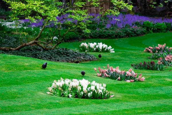 Stock image Spring flowers in Belgium zoo.