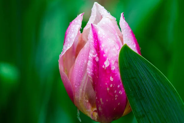 Pink Tulip Raindrops Petals Green Background Royalty Free Stock Images